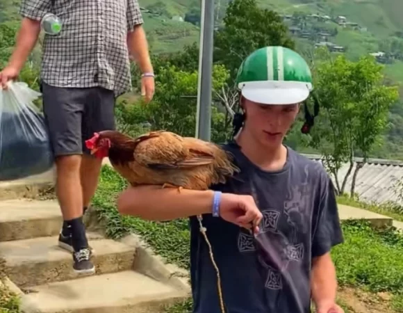 British Tourist Travels Through Ha Giang With a Beloved Pet Chicken