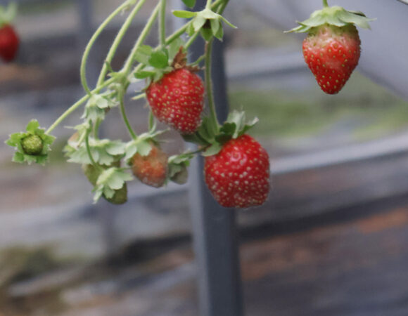 Discover the Charm of Strawberry Gardens in Da Lat, Vietnam