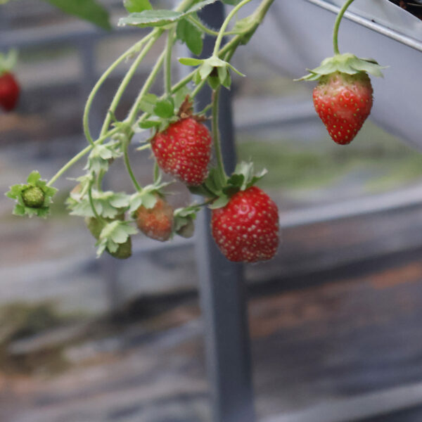 Discover the Charm of Strawberry Gardens in Da Lat, Vietnam