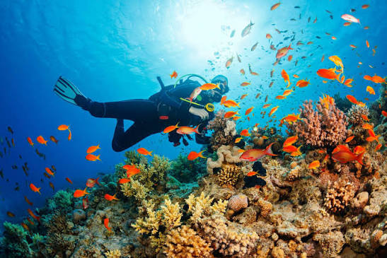 10 Amazing Best Beaches for Snorkeling in Vietnam (2026 Guide)