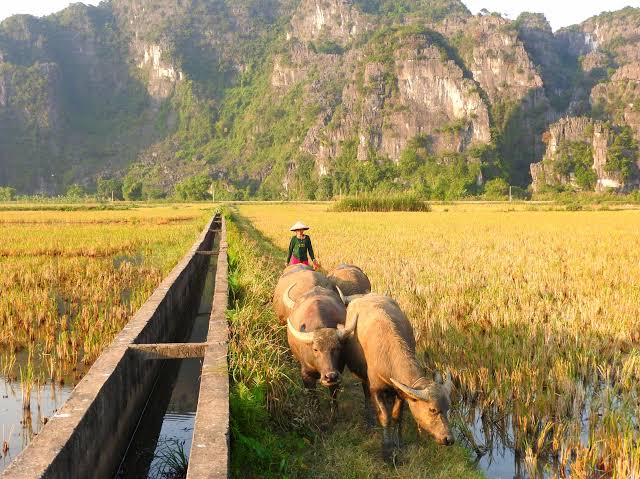 Ninh Binh Countryside